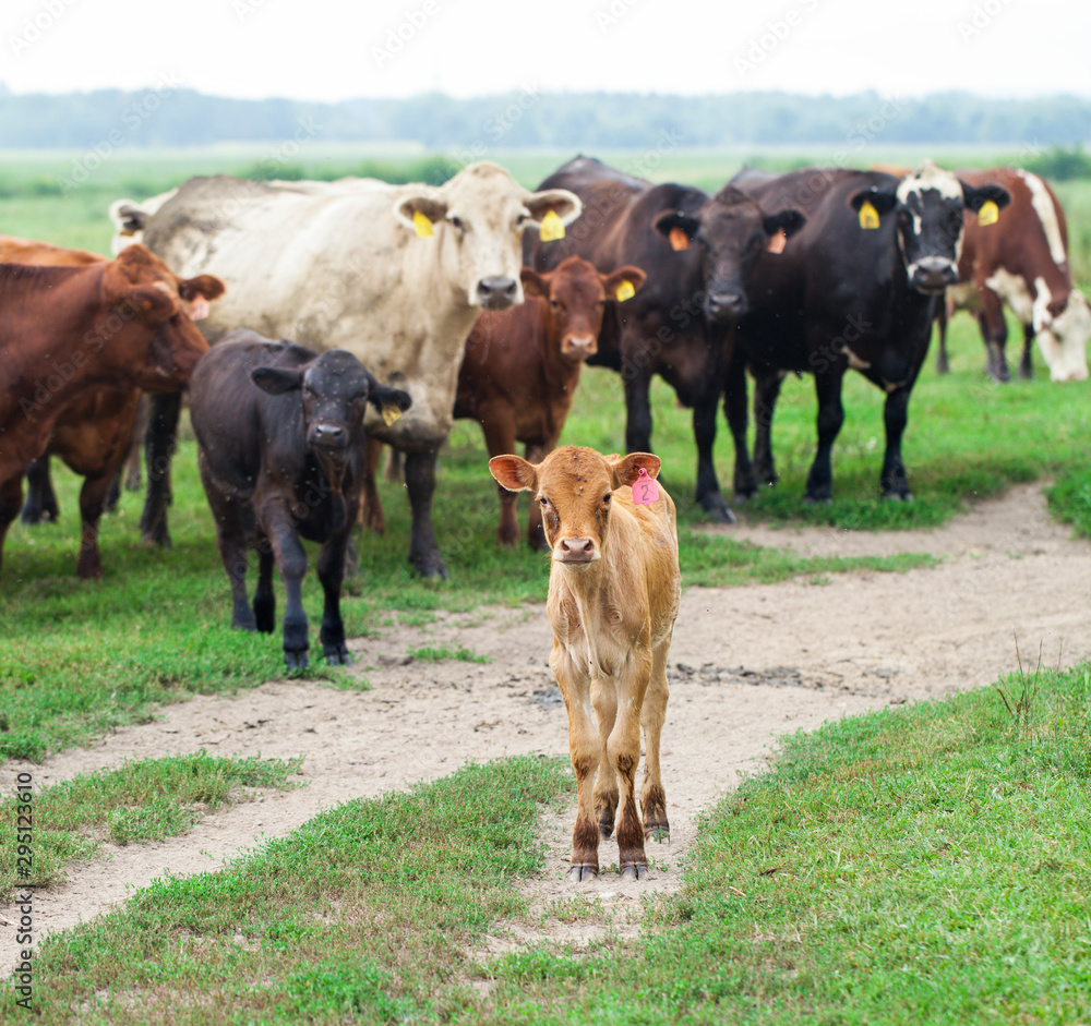 Little calf grazing among adult cows. Cattle farm, ranch, animal breeding Little calf grazing among adult cows. Cattle farm, ranch, animal breeding