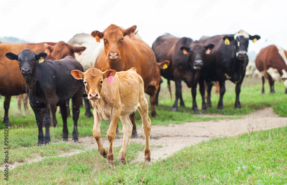 Cows and calves grazing outdoors. Cattle farm in summer. Ranch, livestock, animal breeding Cows and calves grazing outdoors. Cattle farm in summer. Ranch, livestock, animal breeding