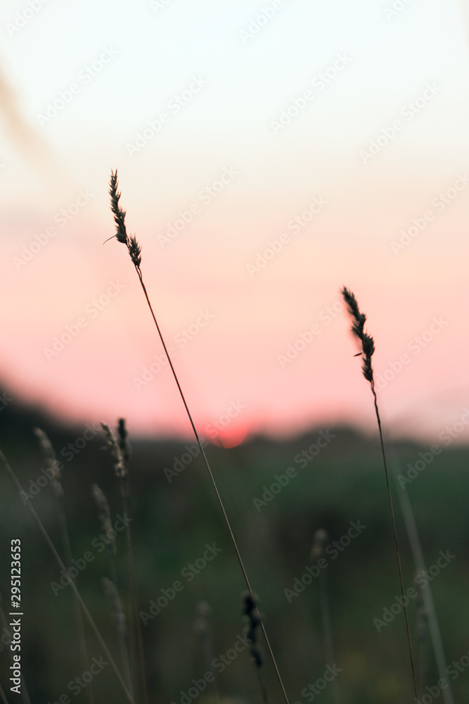 Sun disc on a red sky during sunrise over a meadow in the countryside. Sun disc on a red sky during sunrise over a meadow in the countryside.