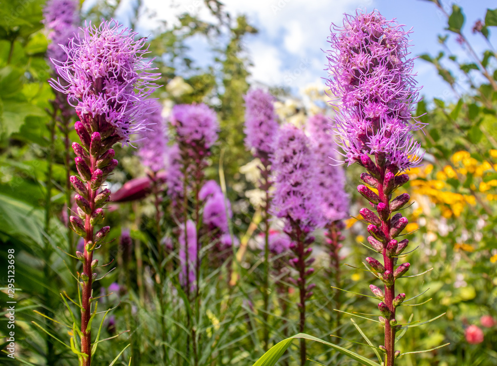 Fototapeta premium Pink flowers Albamar Liatra kłosowa 'Kobold' Liatris spicata| Albamar