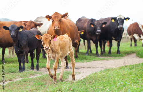 Cows and calves grazing outdoors. Cattle farm in summer. Ranch, livestock, animal breeding