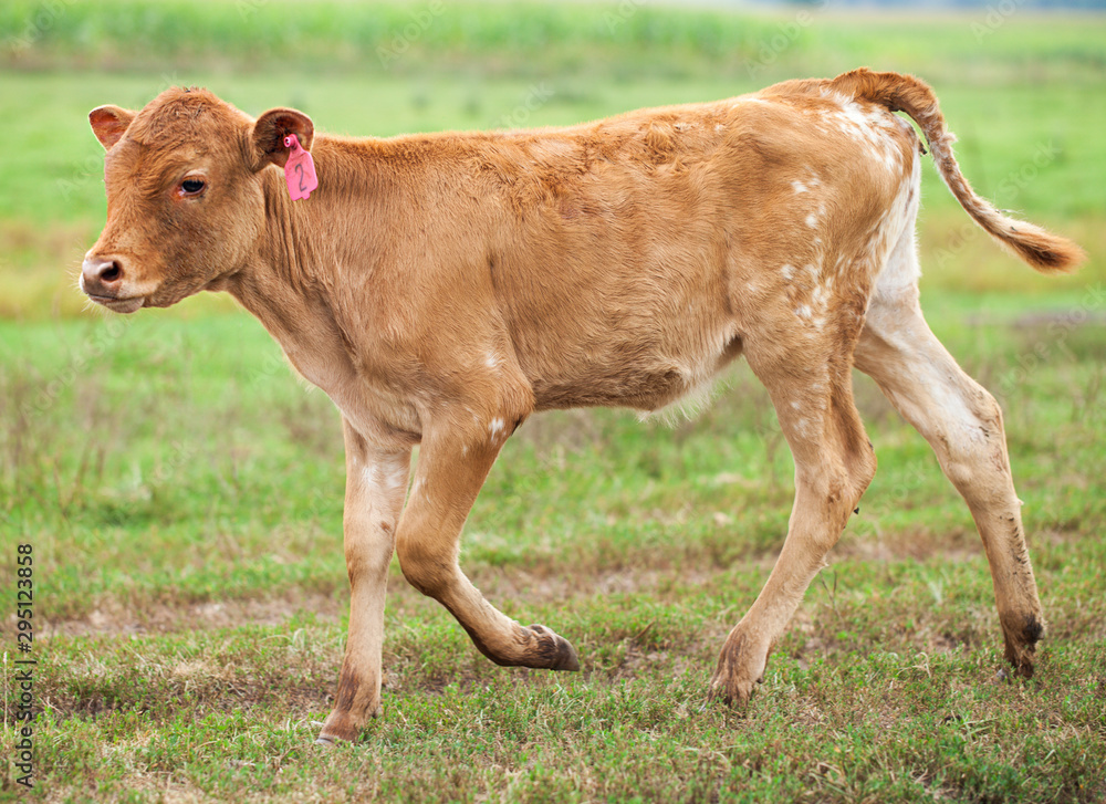 Close-up of cute redhead calf running along field. Ranch, livestock, animal breeding, farm