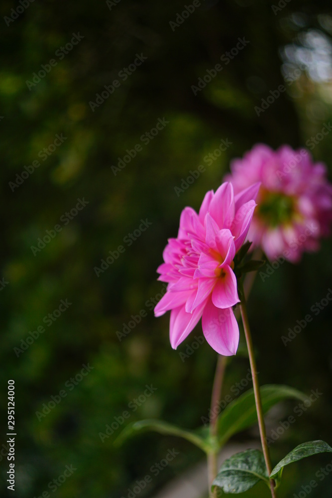 fuchsia pink Dahlie Zucht fuchsia pink Dahlie Zucht