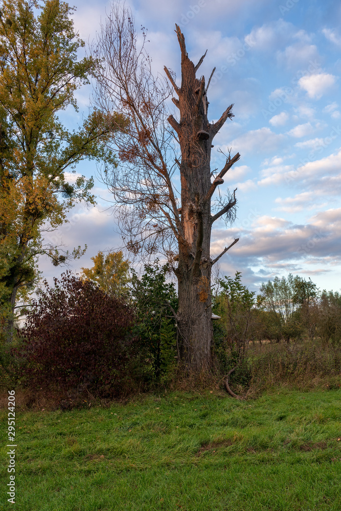 Fototapeta premium Old broken tree in nature reserve