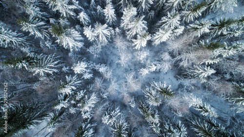 fir trees covered in snow close up. Forest in snow, aerial landscape. Christmas is coming © raland