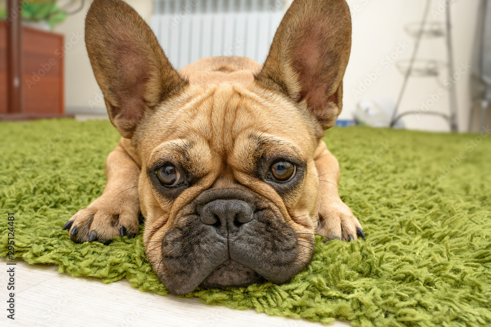 Small puppy of french bulldog lie on the green carpet