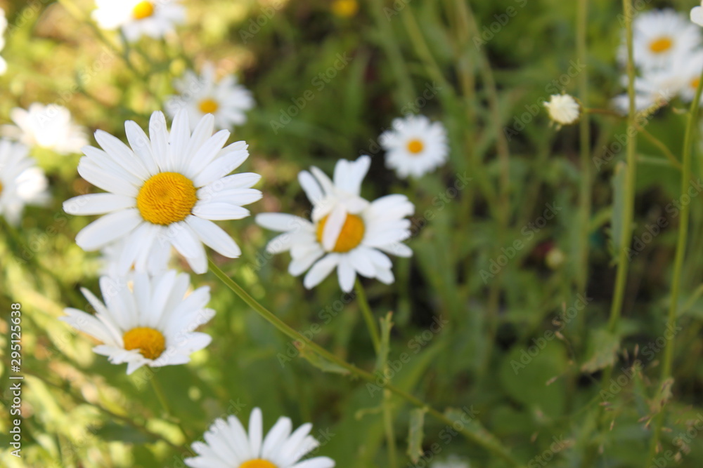 field of daisies field of daisies