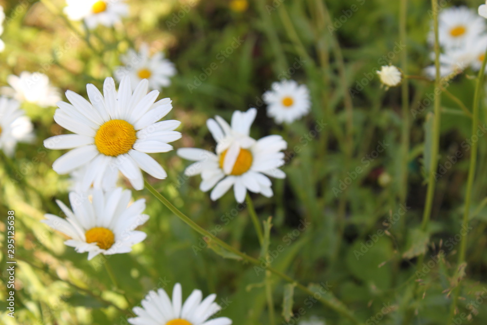 field of daisies