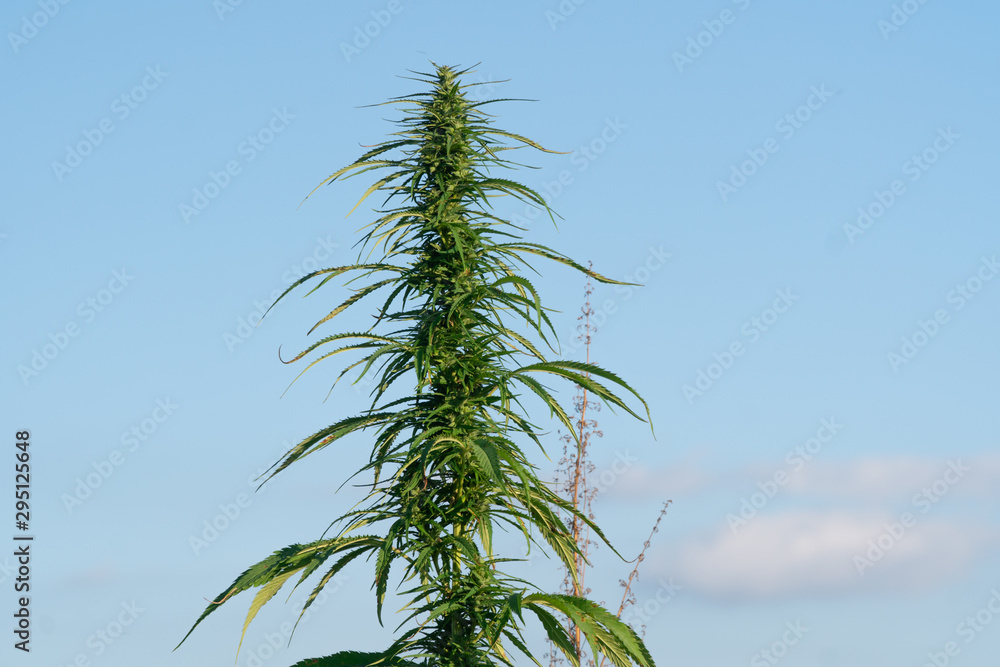 Big marijuana plant at outdoor cannabis farm field. Hemp plants used for CBD and health Big marijuana plant at outdoor cannabis farm field. Hemp plants used for CBD and health