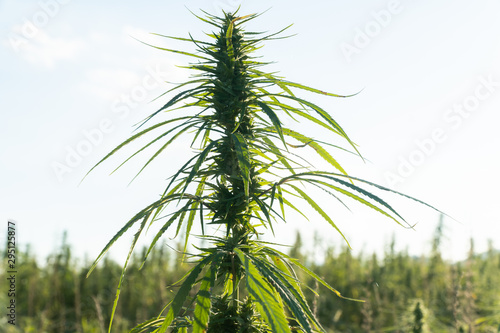 Close up photo of big marijuana plant at outdoor cannabis farm field. Hemp plants used for CBD and health