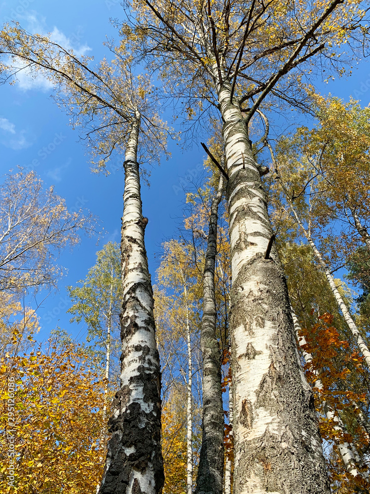 Fototapeta premium Moscow region, Balashikha. Birch in the Park 