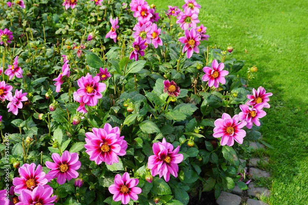 Fototapeta premium Dahlien,Dahlia