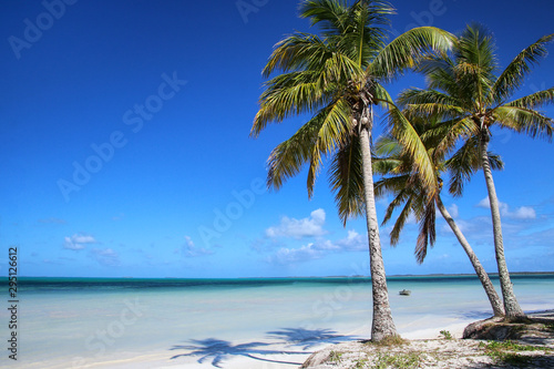 Palm trees on the coast of Ouvea lagoon on Ouvea Island  Loyalty Islands  New Caledonia