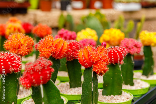 Blossiming decorative red and yellow cactuses photo