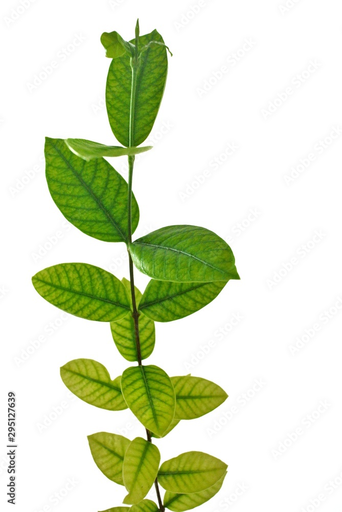Green leaves on a white background.Pud Pichaya is a plant in the genus Mok. From Sri Lanka.Wrigthia antidysenterica.