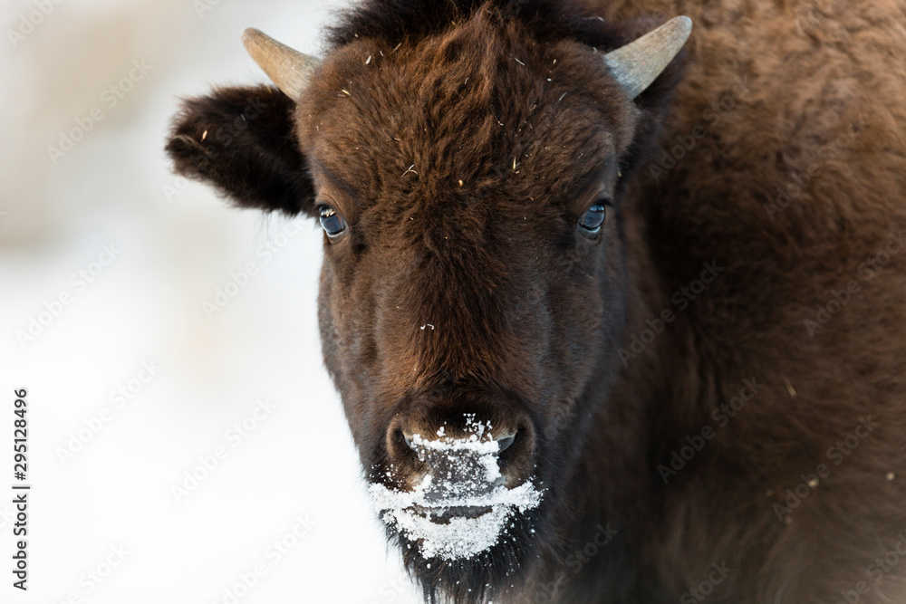 YELLOWSTONE, USA American bison (bison bison) in snow.
