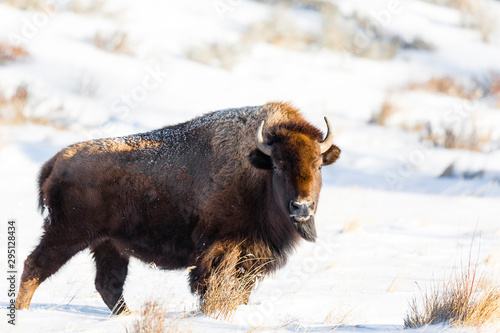 YELLOWSTONE, USA American bison (bison bison) in snow.