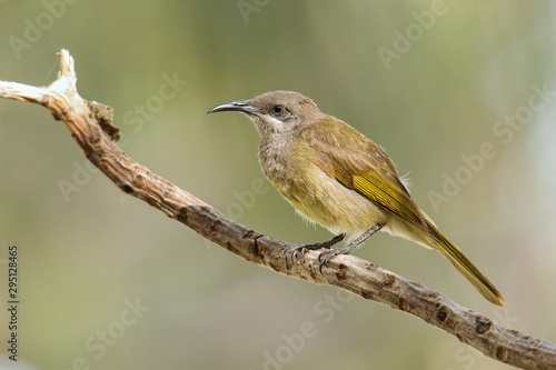 Grey-eared honeyeater sitting on a tree branch photo