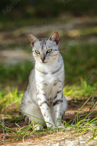Fotografie Egyptian Mau cat sitting on the ground