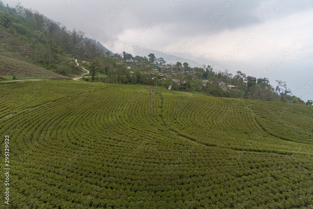 Temi Tea Estate,Sikkim,India
