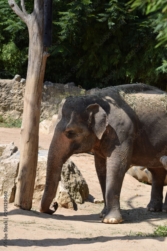 Naklejka premium Asiatischer Elefant