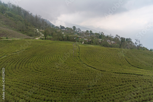 Temi Tea Estate Sikkim India