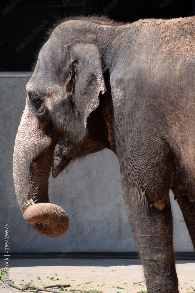 Fototapeta premium Asiatischer Elefant