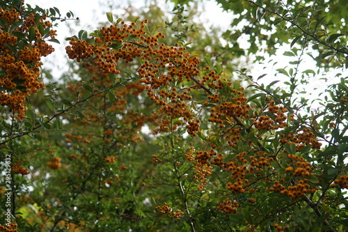 Fotografie equinox fall harvest season autumnal equinox Indian summer back end harvesting