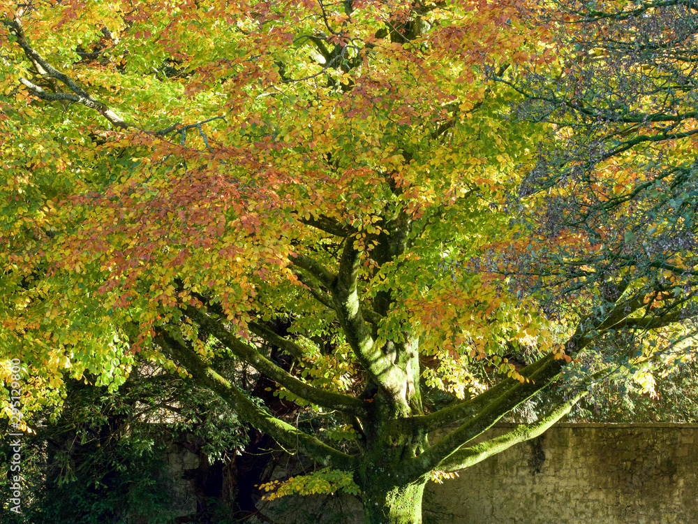 Autumn colour in the English countryside Autumn colour in the English countryside