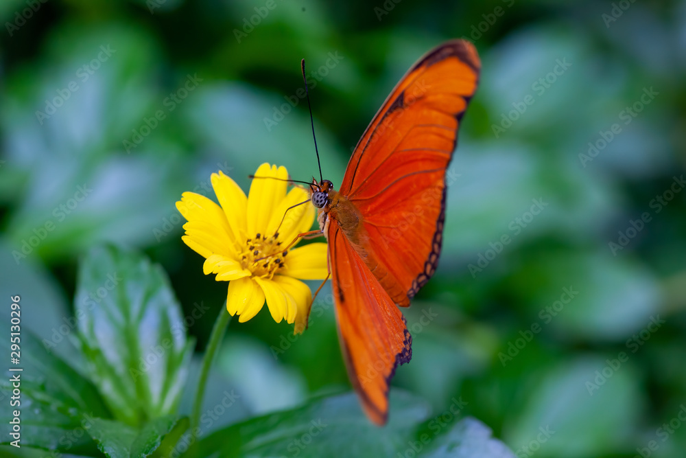 Red butterfly on yellow flower Red butterfly on yellow flower