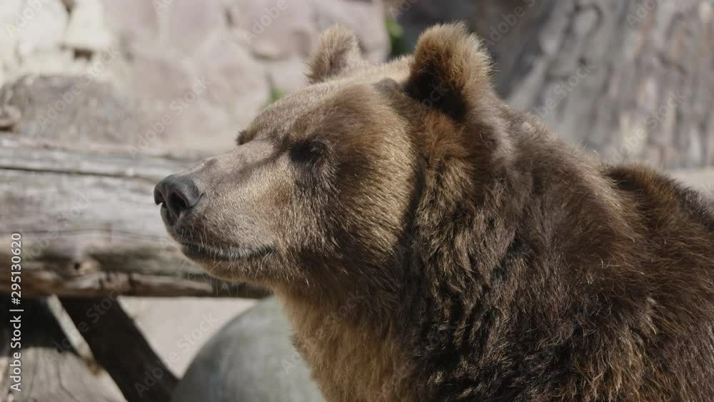 Brown bear (Ursus arctos) portrait on the hunt. Brown bear (Ursus arctos) portrait on the hunt.