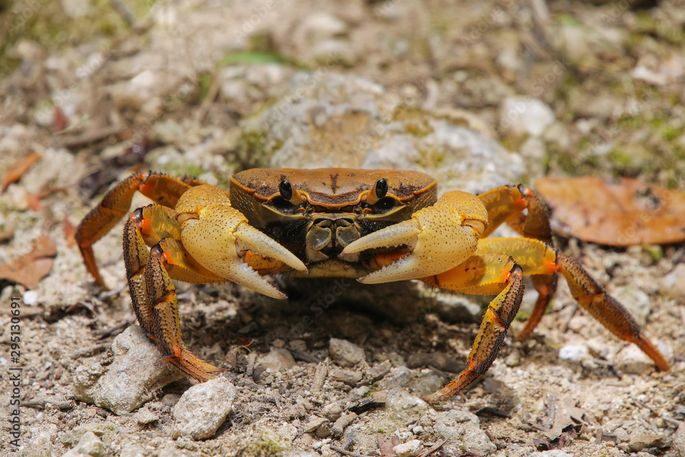Ghost crab sitting on the ground, New Caledonia. Ghost crab sitting on the ground, New Caledonia.