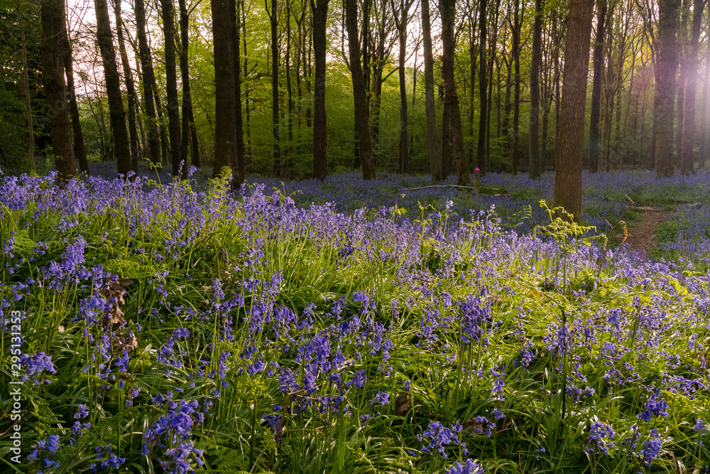 Dorking, UK. Spectacular bluebell display in Surrey woods Dorking, UK. Spectacular bluebell display in Surrey woods