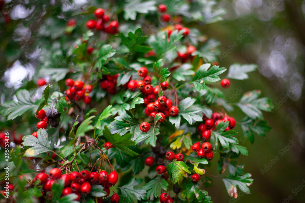 Red hawthorn on a bush. Beautiful berry background. The summer atmosphere is created by green plants. Red hawthorn on a bush. Beautiful berry background. The summer atmosphere is created by green plants.