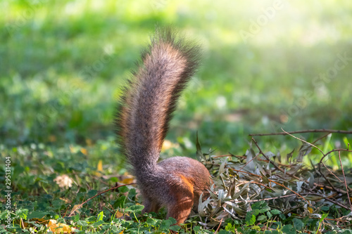 Squirrel in autumn hides nuts on the green grass with fallen yellow leaves