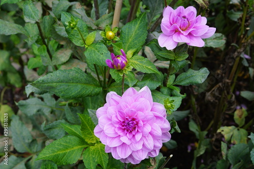  Dahlien, Mediterranee,lila, rosa,gelber Grund,Dahlia, purpel pink yellow ground