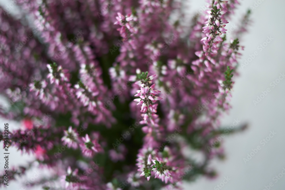 Calluna vulgaris with pink flowers Calluna vulgaris with pink flowers