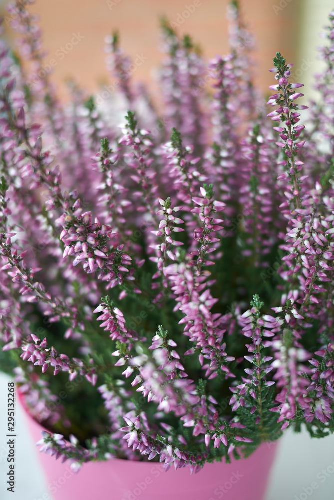 Fototapeta premium Calluna vulgaris with pink flowers