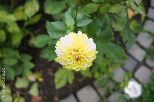 Dahlien, Dahlie,Dahlia Double Jill