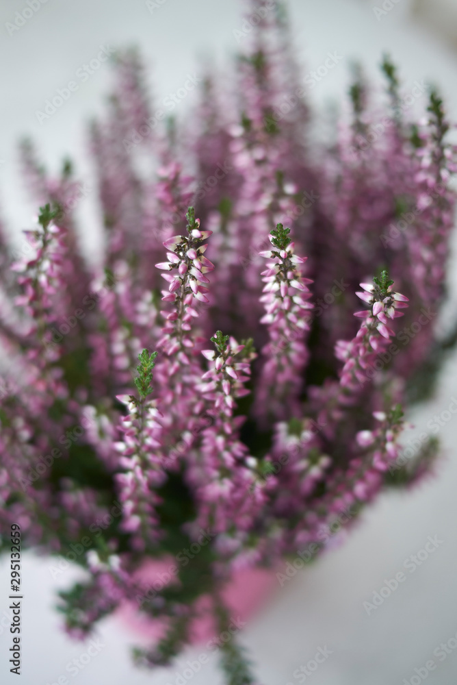 Fototapeta premium Calluna vulgaris with pink flowers