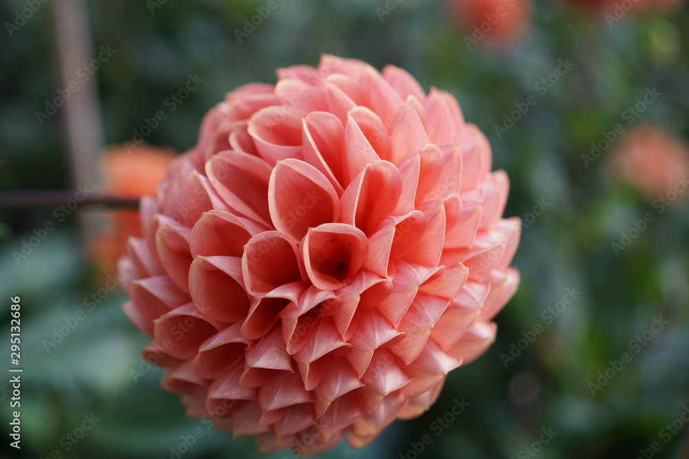 Cornel Brons Dahlie,Dahlia Cornel Brons Dahlie,Dahlia