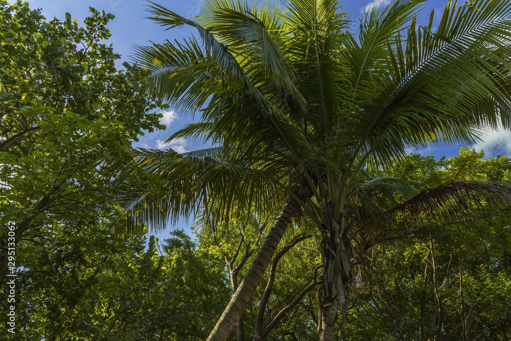 Beautiful view on blue sky through green tops of tropical trees. Beautiful green nature backgrounds. Beautiful view on blue sky through green tops of tropical trees. Beautiful green nature backgrounds.