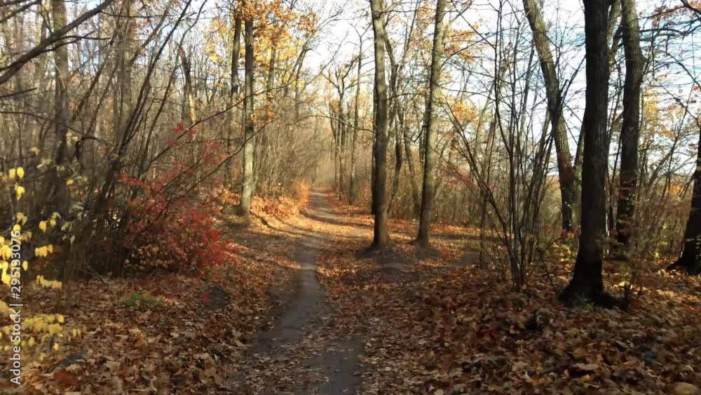 walking by pathway with foliage in autumn forest during sunny day, Samara, Russia walking by pathway with foliage in autumn forest during sunny day, Samara, Russia