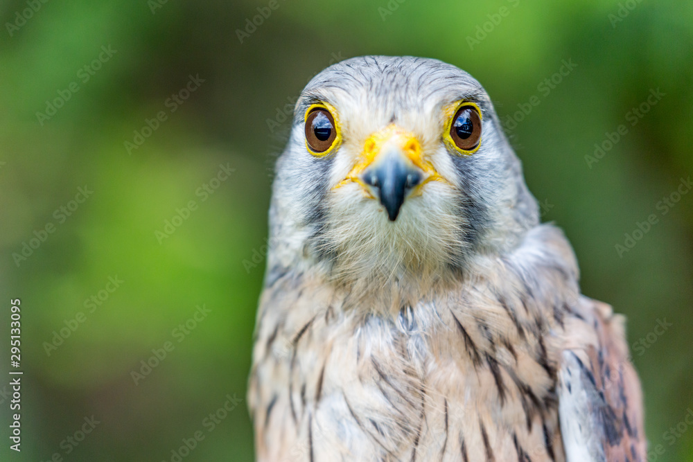 Close-up portrait of beautiful Lesser Kestrel, Latin Falco Naumanni, posing outside, blurred background in moody day. Small bird of Prey. Looking straight Close-up portrait of beautiful Lesser Kestrel, Latin Falco Naumanni, posing outside, blurred background in moody day. Small bird of Prey. Looking straight