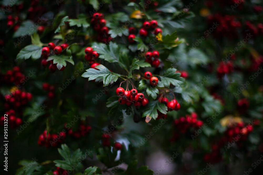 Fototapeta premium Red hawthorn on a bush. Beautiful berry background. The summer atmosphere is created by green plants.