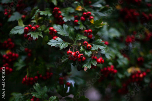 Fotografie, Obraz Red hawthorn on a bush