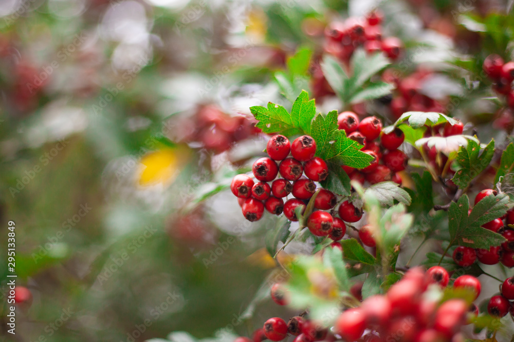 Red hawthorn on a bush. Beautiful berry background. The summer atmosphere is created by green plants. Red hawthorn on a bush. Beautiful berry background. The summer atmosphere is created by green plants.