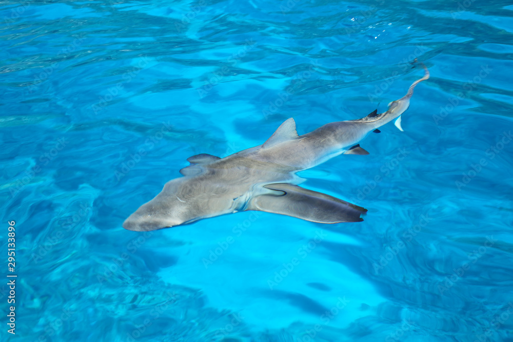 Obraz premium Grey shark swimming in clear water near Gece Island, Ouvea lagoon, Loyalty Islands, New Caledonia.