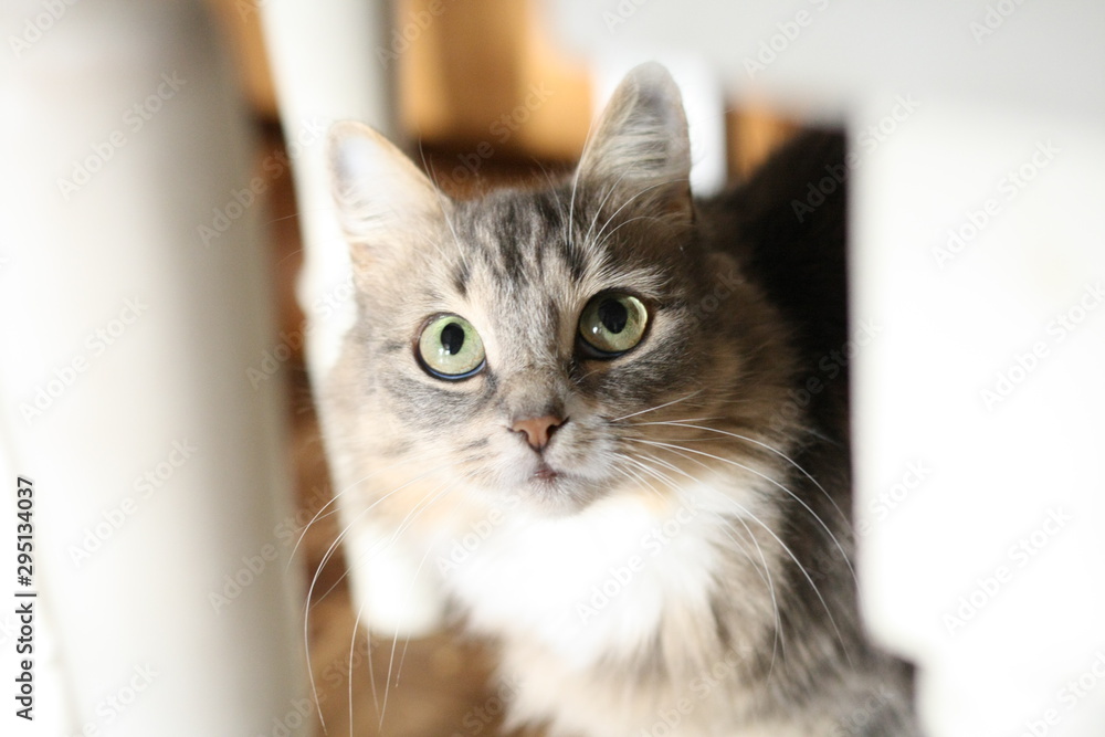 cat on white background cat on white background