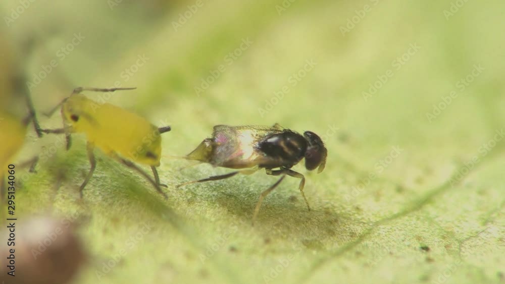 Parasitic wasp laying eggs in aphids 1274 7 Parasitic wasp laying eggs in aphids 1274 7
